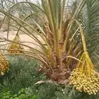 نخل مثمر ونخل واشنطن