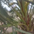 يوجد لدينا نخل البيع عربي وواشنطن