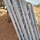 شبوك ابل