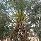 مقاول في توريد وزراعة النخيل وتوريد وتركيب الشبوك