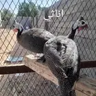 للبيع دجاج حبشي