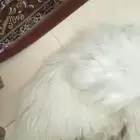 كلب مارتينز أليف جدآ للبيع العمر سنتين