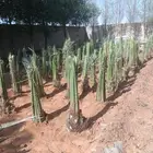 ابو عبدالله التوريد جميع انواع النخيل تكريب النخيل وقلع وغرس