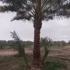 نخيل القصيم نخيل القصيم