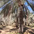 موجود جميع انواع النخل