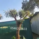 زيتون معمر