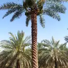 نخل للبيع مثمر وزينه جميع الانواع والمقاسات متوفره