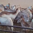 سواكن شياه صنف