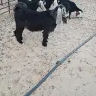 تيس عارضي طيب مليجه