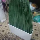 نبات صناعي