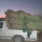 القصيم