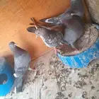 حمام قطايف