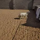 خروف رفيدي سمين وطيب