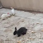 ارانب للبيع