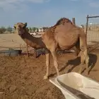 قعود ساحلي العمر 7شهور علي حليب امو