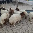 هرافا نعيم طيبه الموقع مليجه