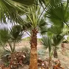 نخل واشنطن أمريكي ابومروحه