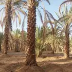 زبائن الكرام يتوفر لدينا نخل المقاس 7و6و5و3و2متر
