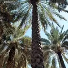 تكريب نخل بجميع انواعه عربي وشنطني وصيانه كامله للمزارع