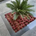 مشتل ابو فارس