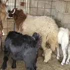نعيمي 8 شهور تقريبا مقفل شحم