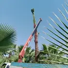 نخل زينه وشنطوني