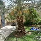 تكريب تنظيف وترتيب وتعديل نخل بجميع انواعه عربي وشنطني