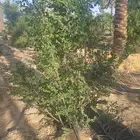يوجد سدر ونقايل خلاص للبيع