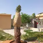 قلع وغرس وزرعة النخيل وجميع الأشجار