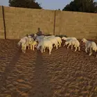 خروف حري تفريد بسعر الجمله