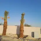 نخل اللبيع في الحفر الباطن