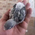 فرخ فيشر اسود