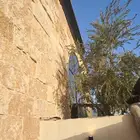 زيتون مثمر نيبالي ونخيل عربي