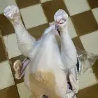 ديك رومي ذبح طازج