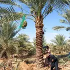 نخل للبيع عربي مثمر وزينه واشنطني