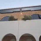 زيتون معمر مثمر نيبالي واسباني