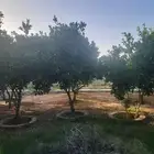 اشجار ونخيل للبيع