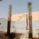 اشجار ونخيل