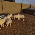 خرفان طيبه بسعر الجمله