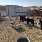 نعجه اللبيع