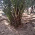 فسايل حلوه