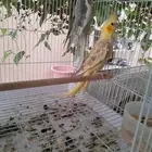 جوز كروان ب. 450