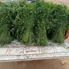برسيم أخضر رطب الخرج و الهياثم