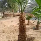 للبيع جميع انواع انخيل المثمرة وزينه