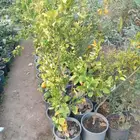 لزارعة وتنسيق الحدائق وجميع الأشجار المثمره والزينه والعشب