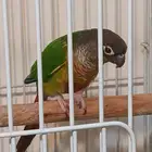 ذكر كنيور للبيع