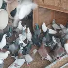 حمام مشكل اجواز متوالف