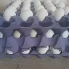بيض فيومي مخصب