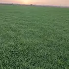 لجميع انواع الثيل الطبيعي درجة أولى صافي خالي من الحشاءش تور