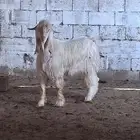 تيس عارضي أبيض سنه جذع